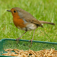 Mealworms, Insects - Dried, Roasted or Canned